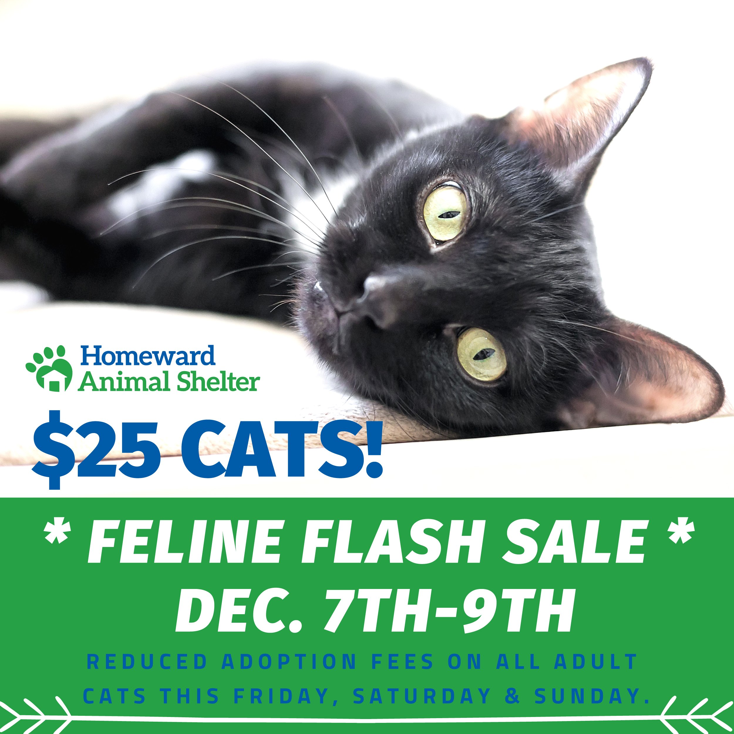 Homeward deals pet shelter