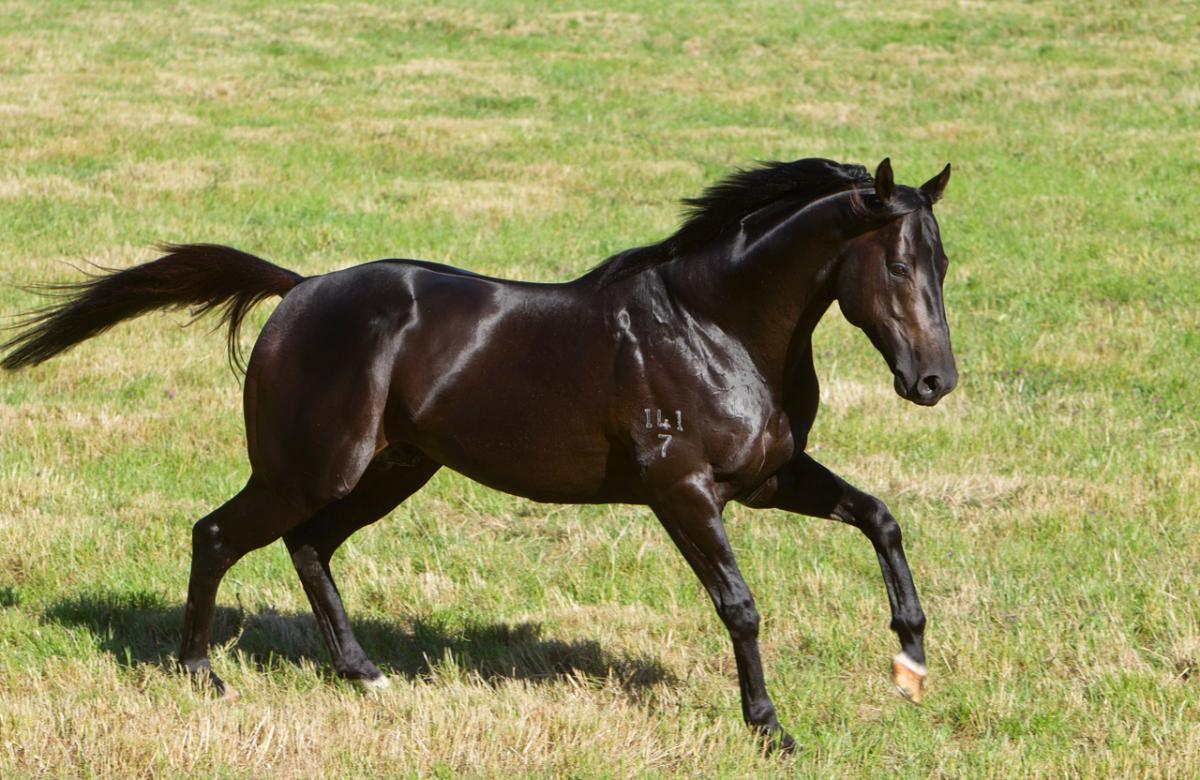 riverbankfarm1's tweet photo. Son of COMMANDS #SKILLED only at @riverbankfarm1 Fee $3300 including vet fees & FREE RETURN ( conditions apply) #BREED2RACE #RIVERBANKFARM #SKILLED #PECANS πππ @vicbreeders @HorsecoExchange @breednet @Aushorse_TBA https://t.co/cy14VjEbRW