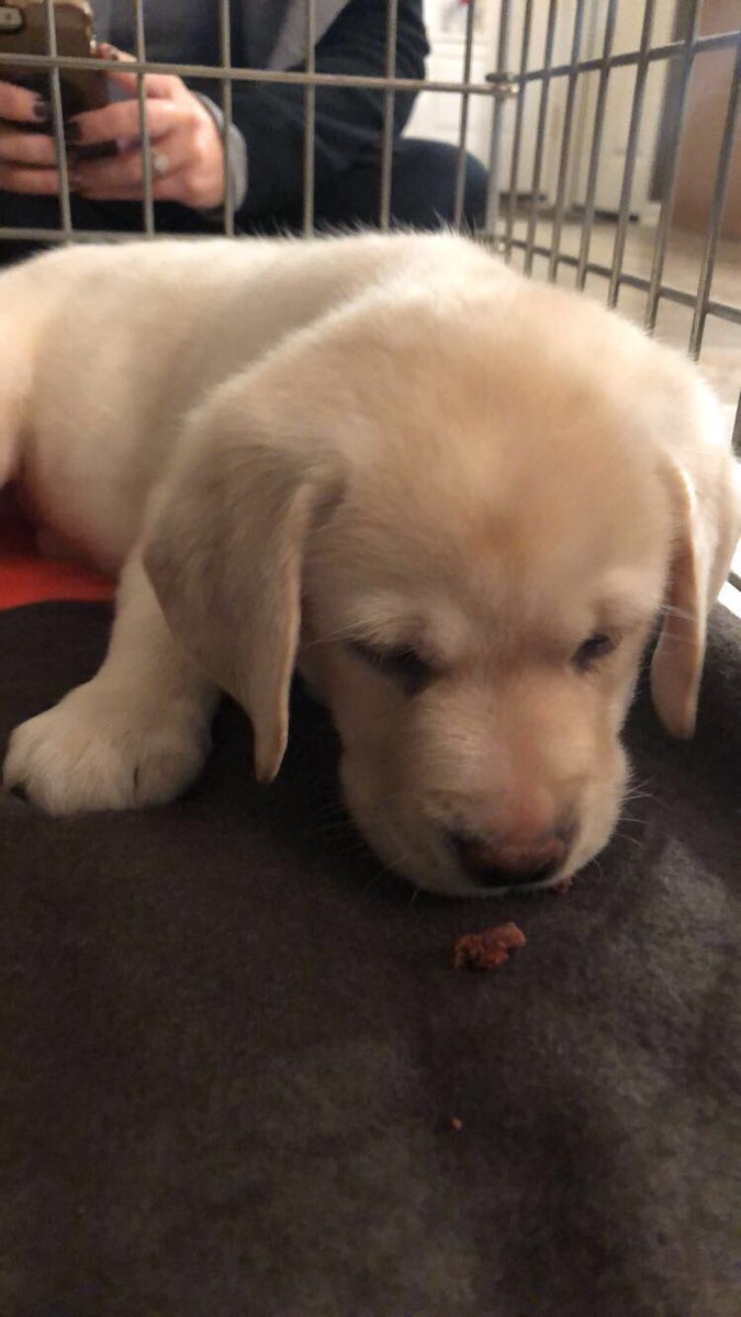 juliaarrietta's tweet photo. sooooo heres my new puppy, her name is bella and i am absolutely obsessed with her. thank u that will be all. https://t.co/CrGzXA5cuM