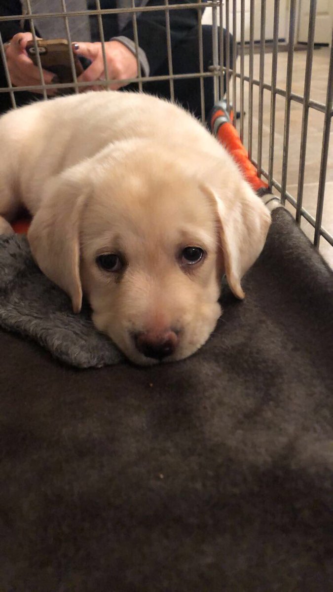 juliaarrietta's tweet photo. sooooo heres my new puppy, her name is bella and i am absolutely obsessed with her. thank u that will be all. https://t.co/CrGzXA5cuM