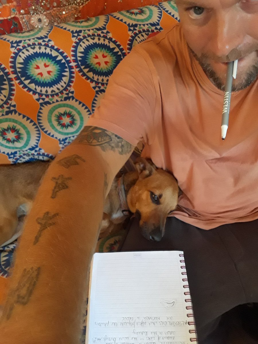 JadenCornelious's tweet photo. OK i have to fess up !!! @Online_Courses i get help with my studies   #FoxyFace  #disabledstreetdog #rescue #AdoptDontShop https://t.co/2RqVpxb3et