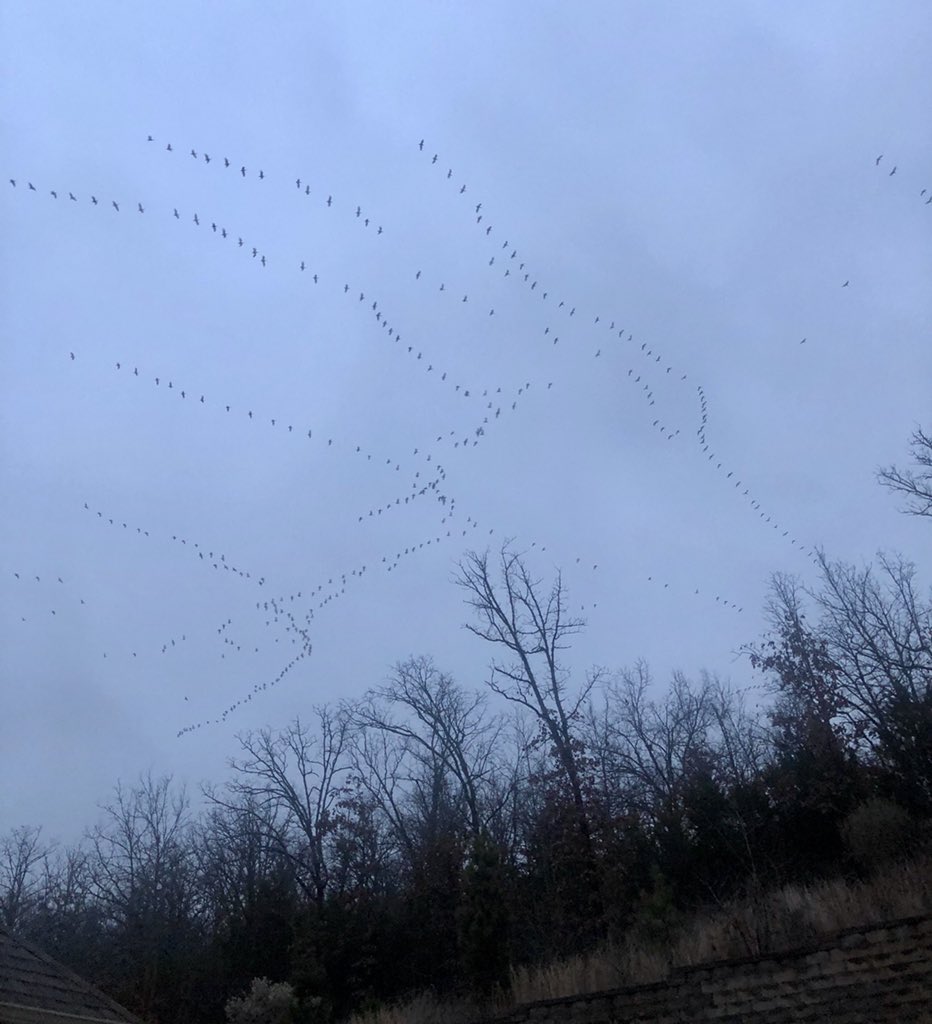 RussHeidiSLC's tweet photo. #SmartGeese
#FlyingInFormation
#GettingOutOfTown
#WinterStormOnTheWaycars https://t.co/oN6aiej0Xd