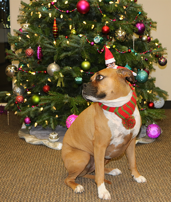 G3Quality's tweet photo. G3's mascot, Dia Gerber visited today to spread Holiday cheer, and Gio was here to give her a scratch behind the ear. We're celebrating while working hard on mix designs, lab tests, reports, and top notch field quality services. #TheG3Way #G3InTheOffice #G3InTheField https://t.co/HeqGOOk5LZ