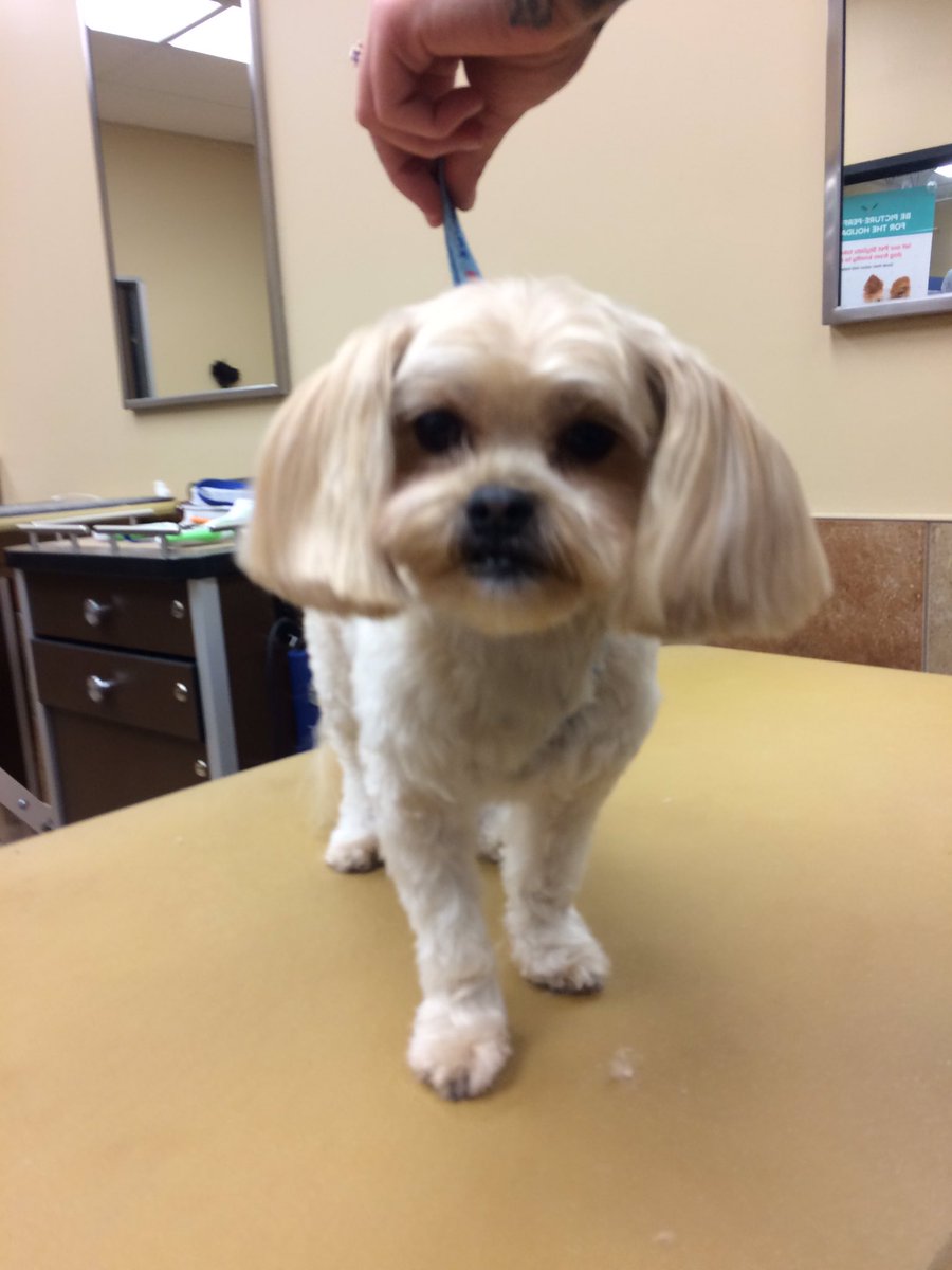 PetSmart 2341 tweet media