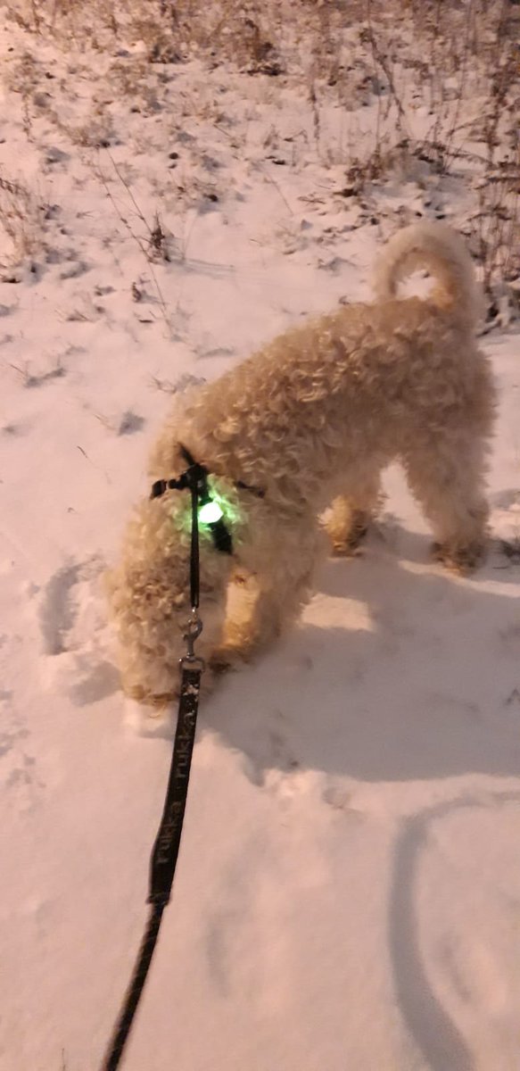 MaipuMaire's tweet photo. 😊Lunta❄sadellut sinne missä maa ollut vielä paljas #ilonaihe #lumi❄Iivari nauttii🐾 Pikku-Elmeri🐶 lähetti #itsenäisyyspv💙tervehdyksiä🐾Emäntänsä Synttärit 8.12.🌹😘@IrmeliKaija @PulmuM @JohannaKukka @annelitiainen1 @TiinaAiraksinen https://t.co/lO48AywBTI
