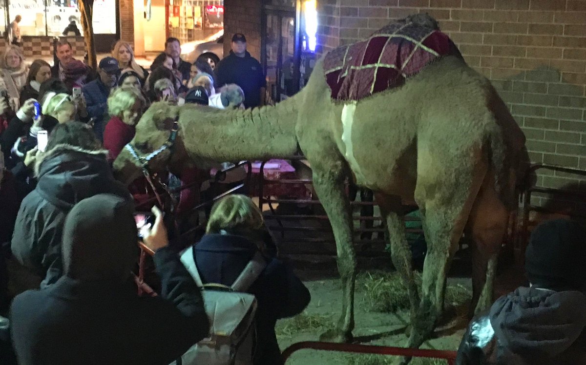 mcall's tweet photo. All hail the snow camel, the guest of honor at #SouthSideFirstFriday in Bethlehem. Check back for more pics. #snowcamel @mollysbethlehem @SouthBethArts  #firstfridaysouthside https://t.co/9DoPpfg4Km