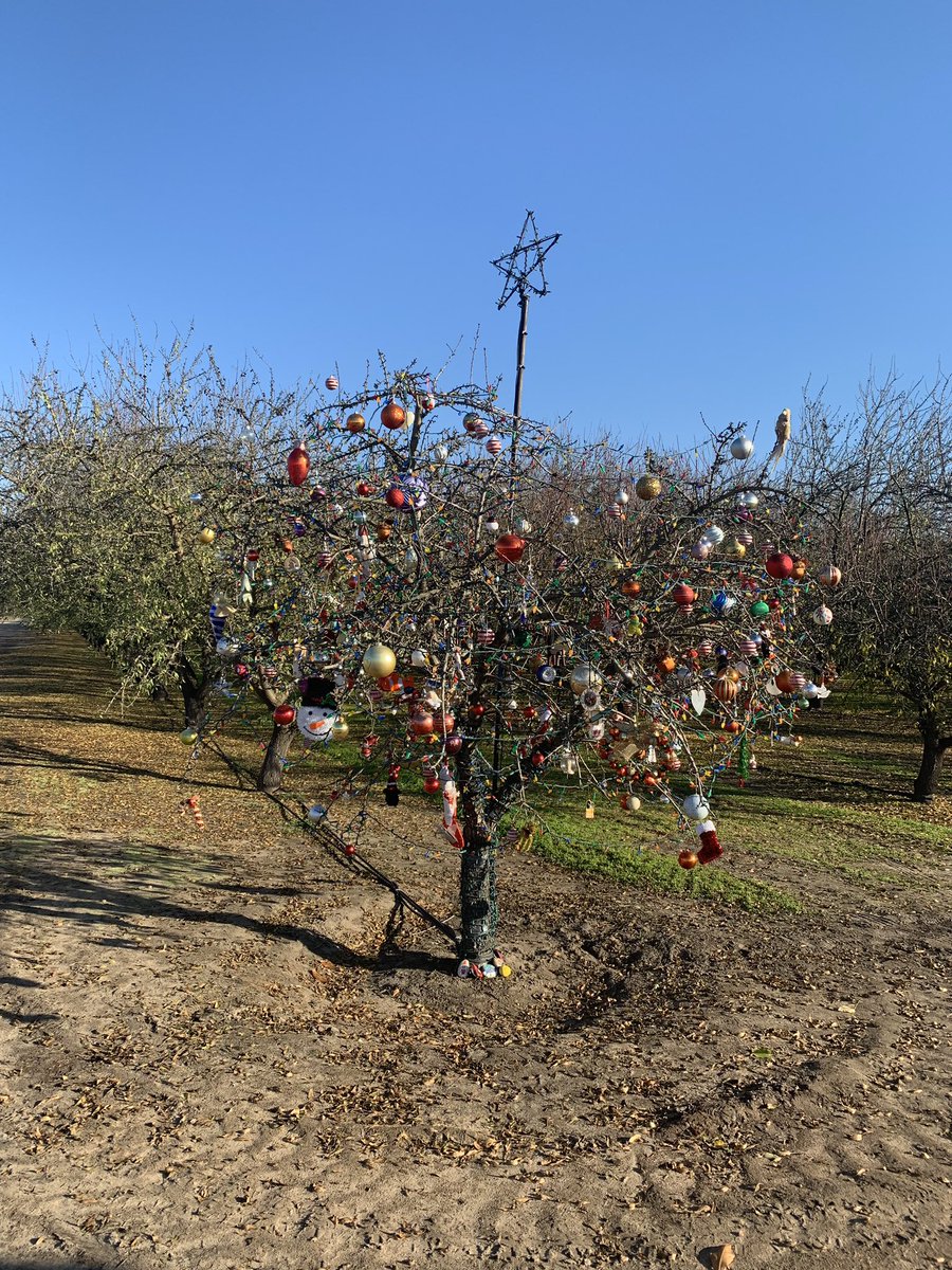 dsissomCCA's tweet photo. An almond tree on a corner is decorated for Christmas. https://t.co/smkuUaEtL5
