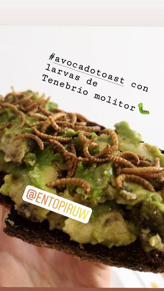 EntoPiruw's tweet image. Mealworms are part of Peruvian cuisine !
(mealworms and avocado)
@EntoPiruw @Insectcol @Ynsect
