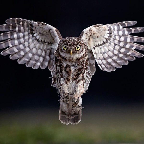 What's On Appleby: A Christmas Evening with Owls Whats on Appleby: A Christmas Evening with Owls