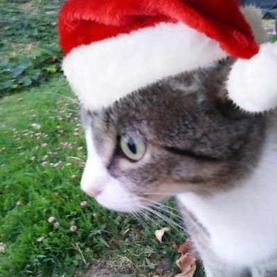 NibblesAmbriz's tweet photo. #NewProfilePic for Christmas! https://t.co/qJrmhT4X9e