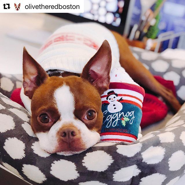 DogsSac's tweet photo. A cookie would go great with this eggnog🍪
.
.
#Repost @olivetheredboston
・・・
It’s eggnog season ❄️ ⛄️ 🎄 .
.
.
.
.
#boston #puppy #midtowndogs #sacramento  #dog #dogsofinstagram #bostonterrier #bostonterriersofinstagram #redbostonterrier #Bostonte… https://t.co/EEs6GRWUTr https://t.co/5RO4qQWlSu