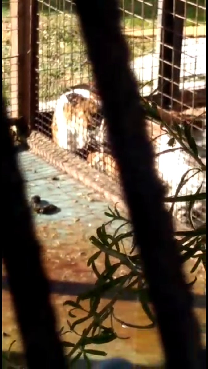 #Trelew #DenunciaSanBenito Un vecino denuncia públicamente a vecina por abandono de animales. Uno estaría muerto, el otro con dificultades respiratorias a raíz del intenso calor.
Desde el 2014 hay denuncias en su contra. El lunes se realizaría una nueva denuncia.