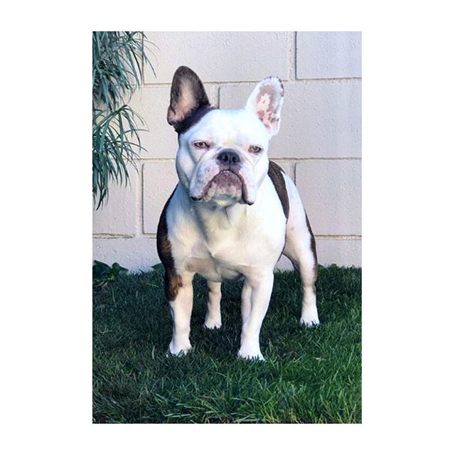 FreshPatch's tweet image. When mom upgrades to real grass #freshpatchPUP #PoopingLikeABoss @francinefrenchie ift.tt/2QlRH4I