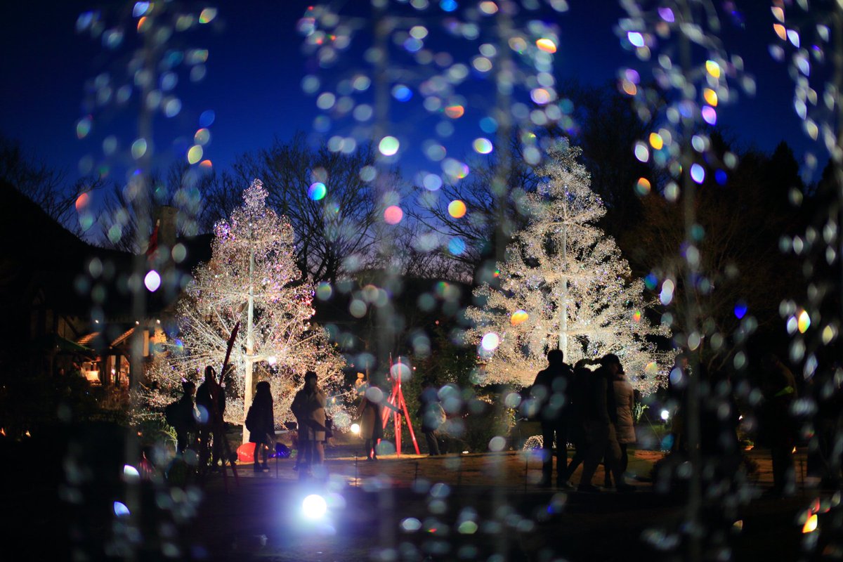 箱根ガラスの森美術館 25周年 箱根ガラスの森美術館の庭園ではクリスタル ガラスのクリスマスツリーを展示しております T Co Ciy9rga8co 昼間の色鮮やかな輝きから ライトアップされた幻想的な姿へと移り行く様をご覧ください