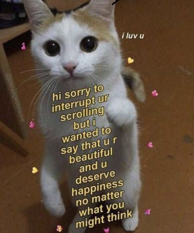 WholesomeMeme's tweet image. 