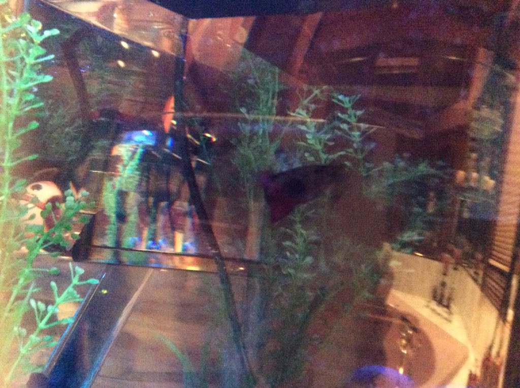 bananagizmo's tweet photo. Pearls new tank! #beta #tankupgrade https://t.co/HLAUFCpjqS