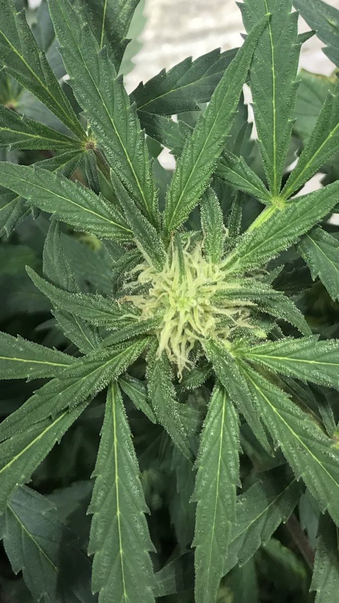 Medicinemanmike's tweet photo. Power Africa starting to flower. We’re excited about this strain. Hoping to combat “the munchies” with these girls @rx_cannabis https://t.co/PgcuyLnSLq