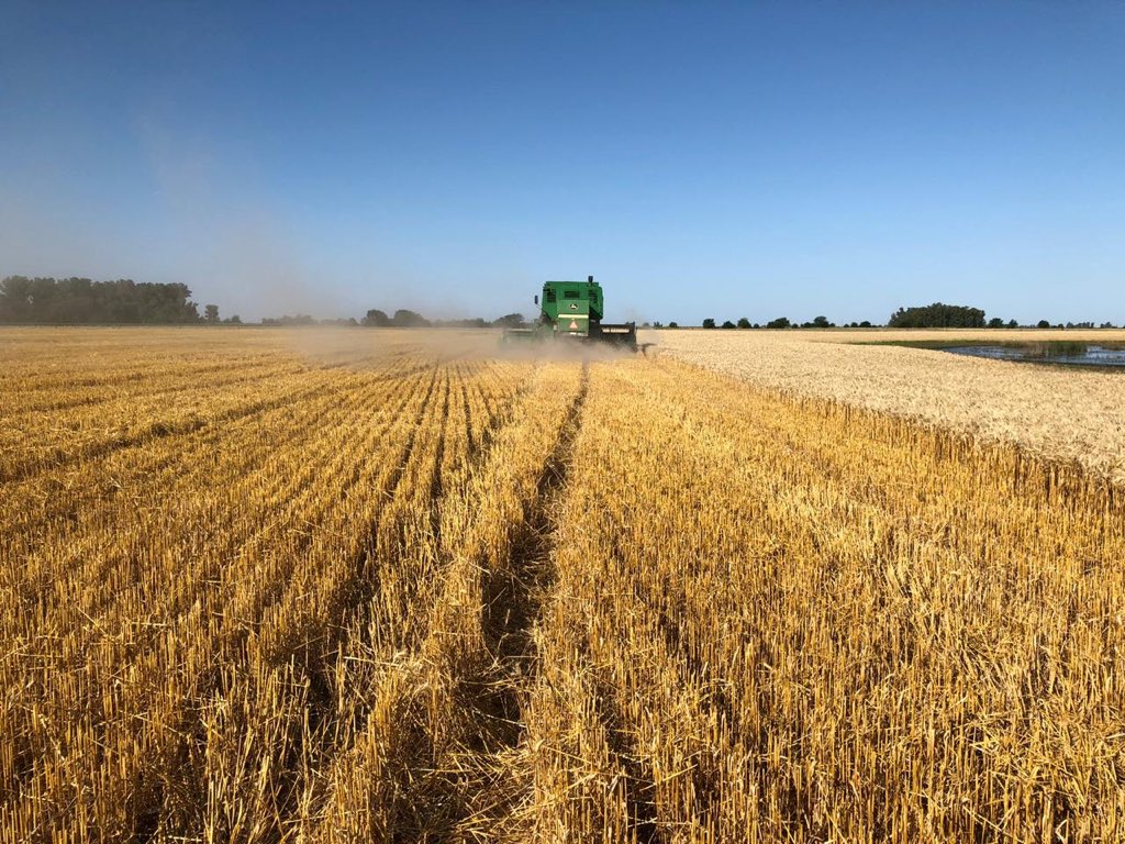 asesoragro9dj's tweet photo. Diciembre #ATR. Cosechando #trigo #DMCeibo y sembrando soja de 2da #DM4612 con humedad justa. @DONMARIOoficial @Jerocostanzi @Obdulio1066 @patonlopetegui https://t.co/YoyoRaKzl5