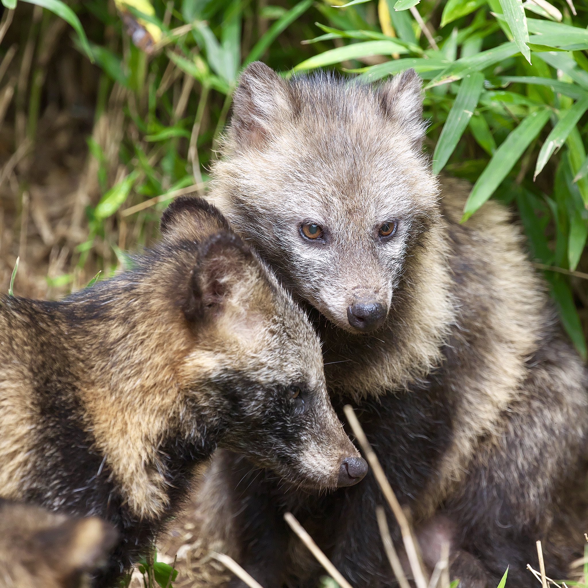 たぬきページ ほしじろ on X: 