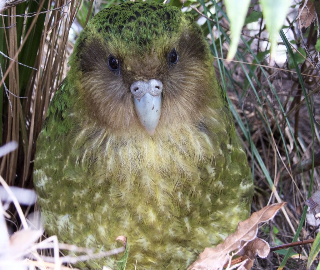 A close front view of a kakapo in scrub during daytime.