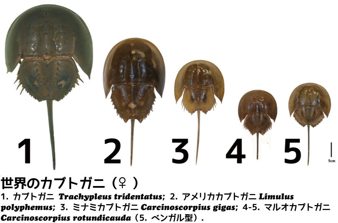 値下げ中！カブトガニの標本 2025年最新】カブトガニ標本の人気アイテム - メルカリ