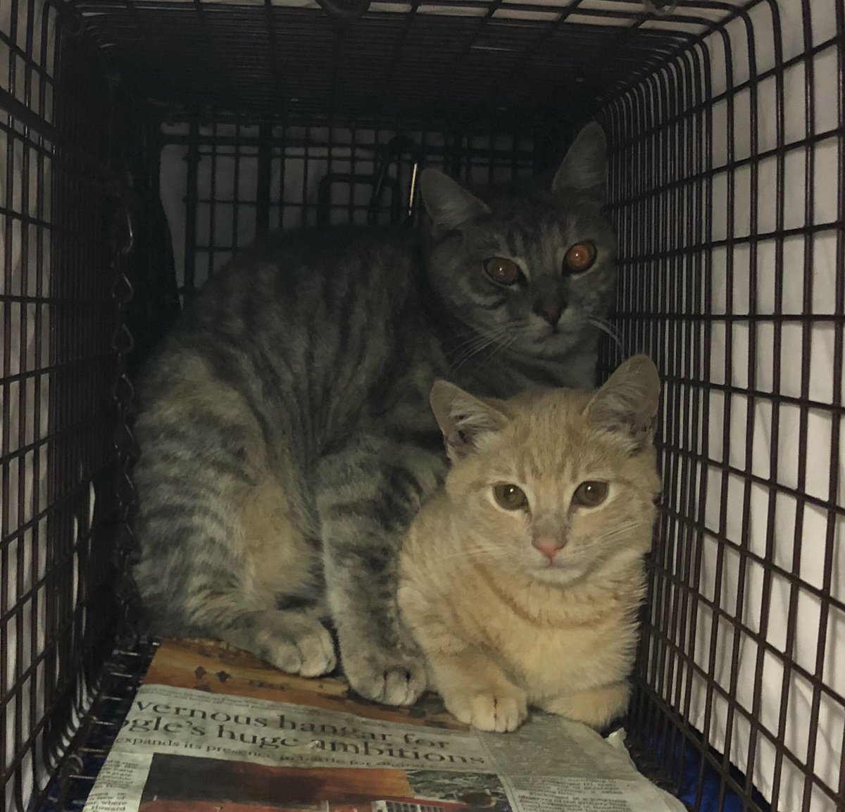kittybungalow's tweet photo. How do #kittybungalowvolunteers celebrate #FeralFriday? #TNR PAW-ty, of course! Eighteen kitties will be snipped, pricked, and tipped tomorrow at @LUCYPETFDN Cheers!#TNRsaveslives #TNVR #SPAYORNEUTER #OneCatatATime #animalrescue https://t.co/zksbwmtHkE