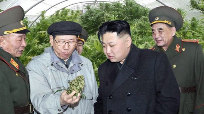 Северная корея и марихуана марихуана фото скачать