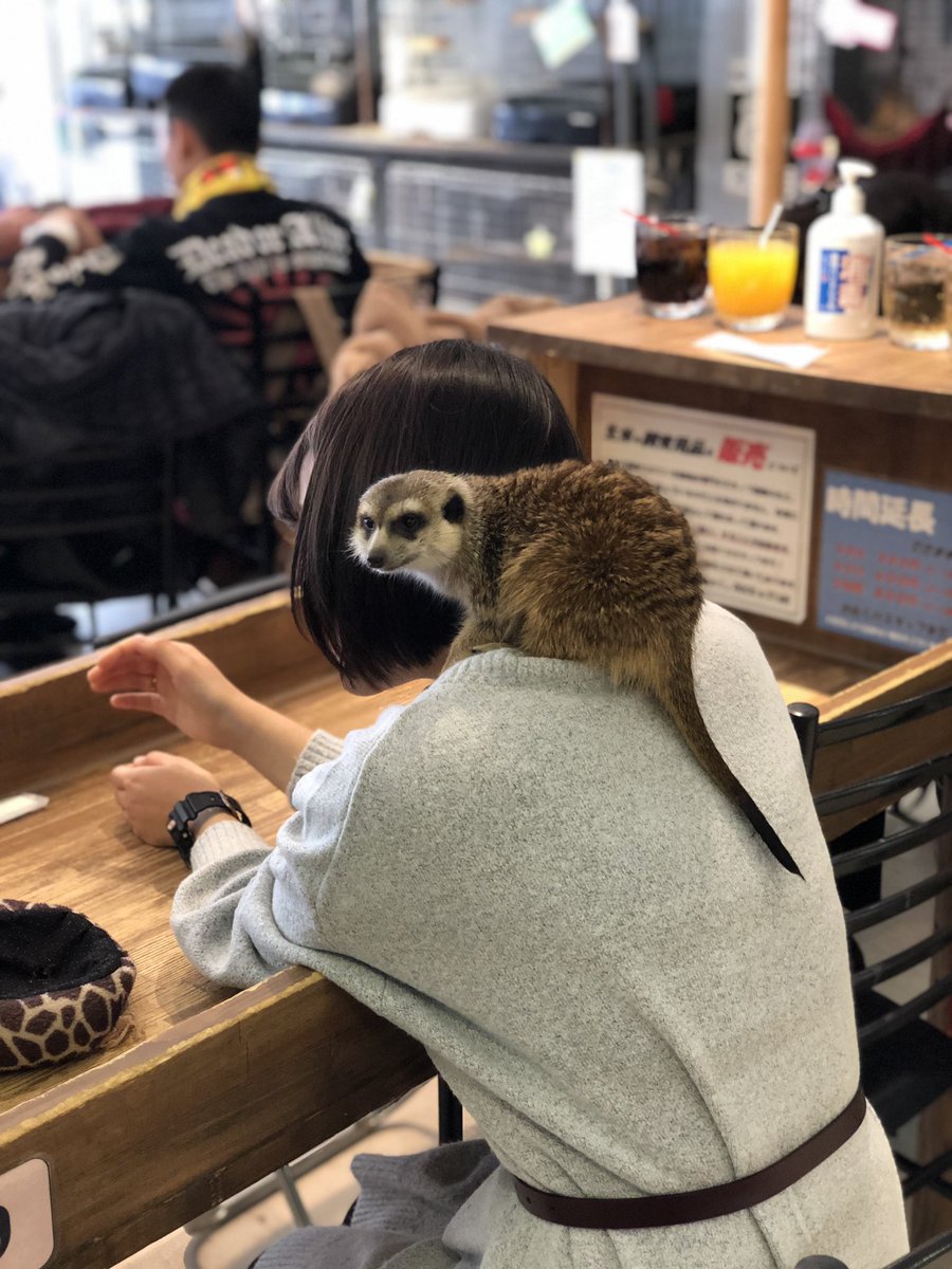 小動物カフェ Rock Star En Twitter 朝から少し偉そうなミーアキャットのバッテラ氏 ロックスター 癒し 爬虫類 デート ミナミ フェレット うさぎ チンチラ ハムスター ハリネズミ フクロモモンガ オタロード 肩乗り ミーアキャット