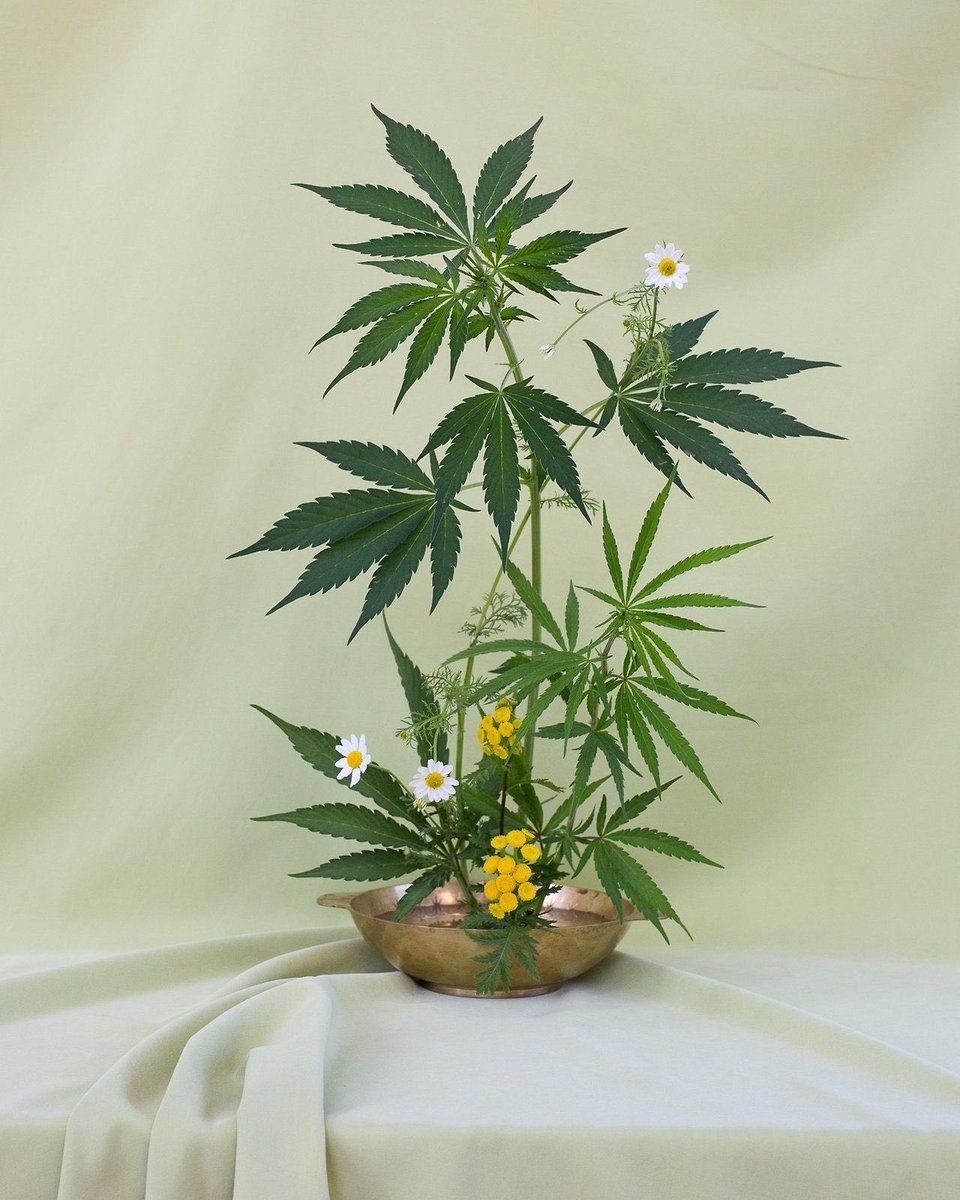 本日のごはん Auf Twitter 大麻の盆栽に生花 これ日本の文化だろ 日本どした 本日のごはん Auf Twitter 大麻の盆栽に生花 これ日本の文化だろ 日本どした