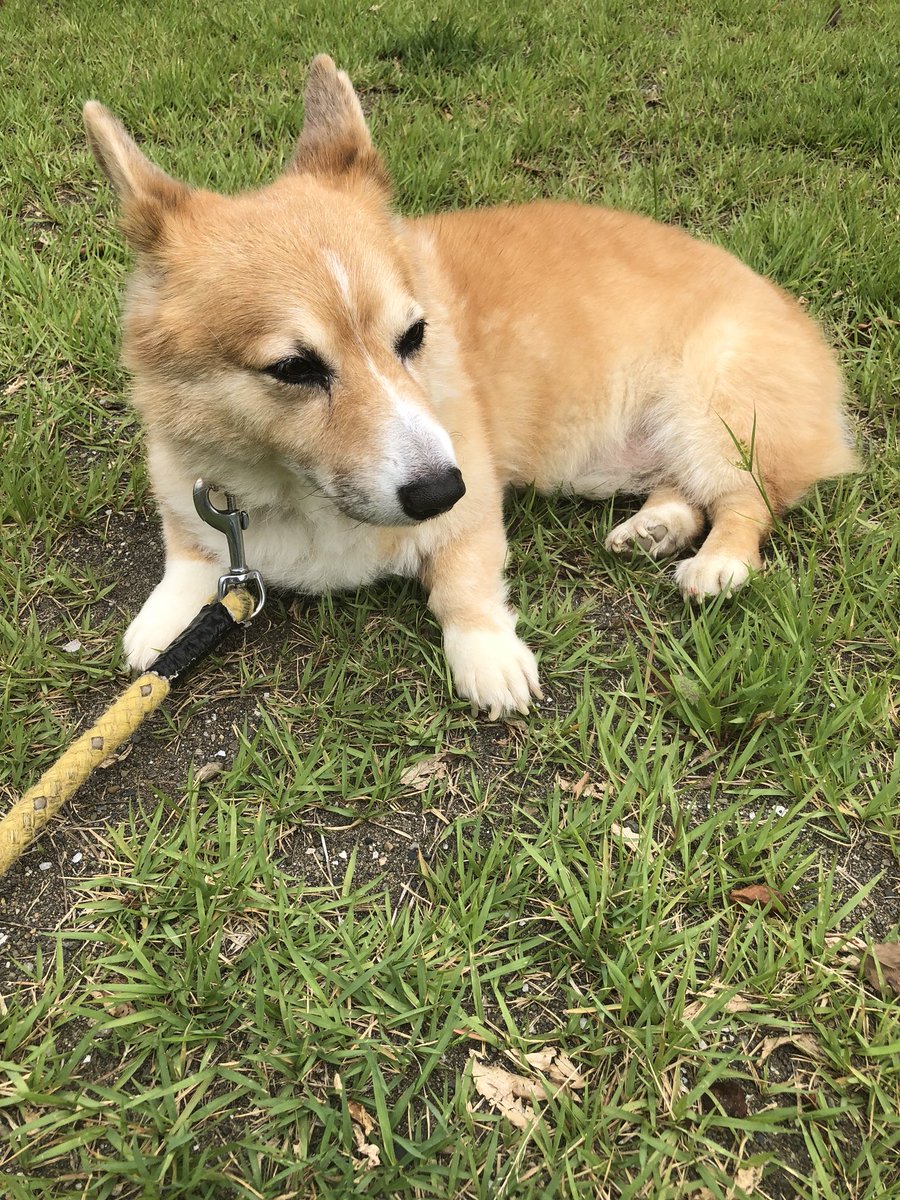 takashimaehy's tweet photo. 《助けて下さい》愛犬コウタの脾臓が腫れて手術しないと数日で亡くなると医師から言われました。手術には輸血が必要です。8歳児未満、大型犬で体重15キロ以上で健康な子の血液が100cc~150cc必要です。ゴールデン、ラブラドール、バーニーズ等大型犬飼ってる方助けて下さい。 https://t.co/l33MYWCzIj