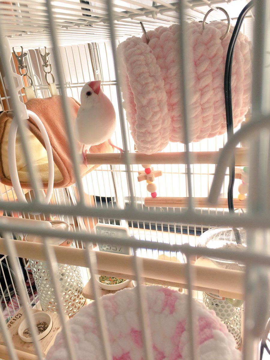 あんころきなこ餅𓎤𓅮 A Twitteren 以前皿巣を作ってくださった方に ハンドメイドでつぼ巣を作ってもらいました 興味津々の様子 それにしても適応能力高いこめちゃん 文鳥 つぼ巣デビュー もこもこつぼ巣