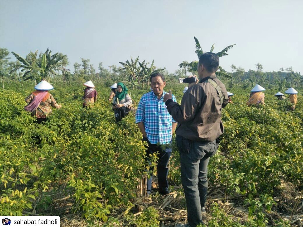 Drs. Fadholi anggota DPR-RI dari Komisi IV,  panen cabai bersama petani di DAPIL JATENG 1

#NasDemJateng 
#nasdem 
#instakendal #explorekendal #exploresemarang #petaninasdem