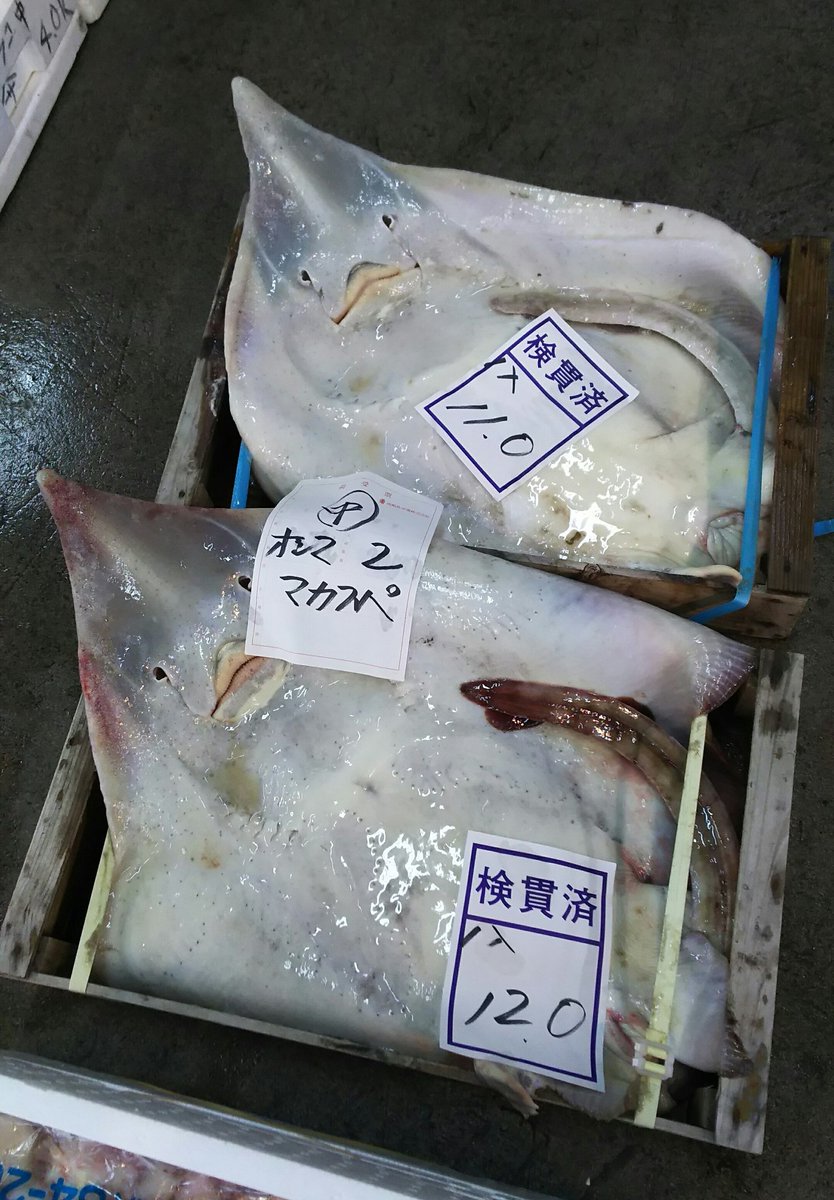 田島ハル 魚界の石原さとみ マカスペ 真かすべ 函館の魚市場