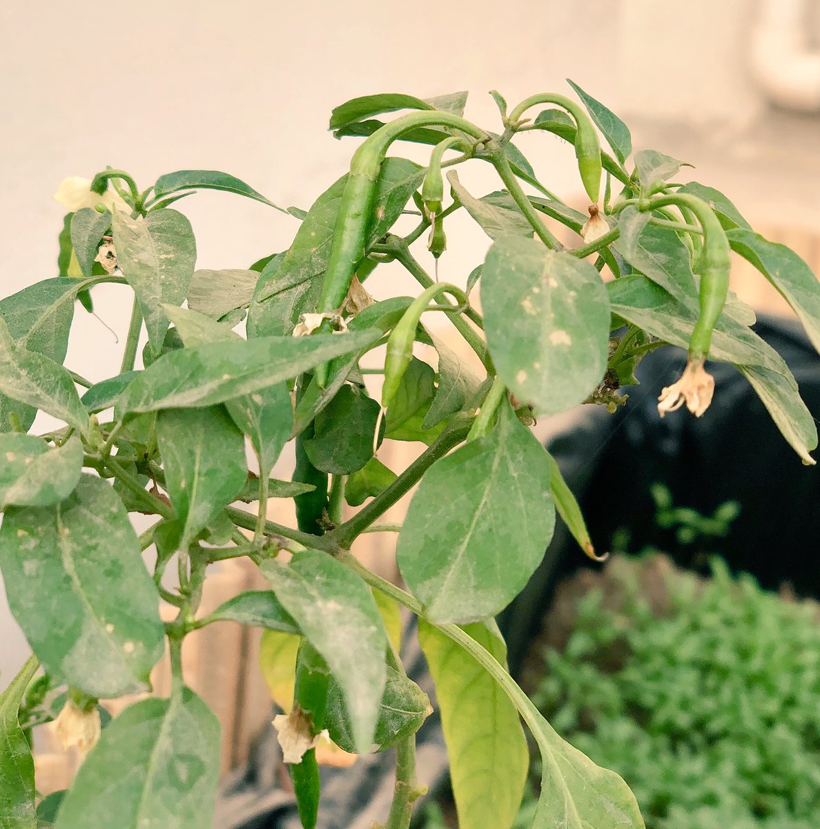 richaanirudh's tweet photo. हमारा किचन गार्डन धीरे धीरे फल फूल रहा है 😊 #GoGreen https://t.co/daqQrvuBzm
