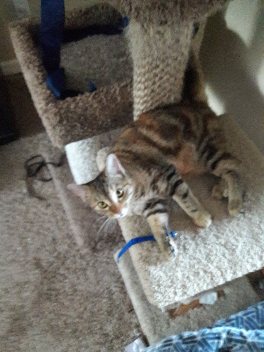 SarahSutch1's tweet photo. @PascoSheriff 
Hi Pasco Sheriff. Locked up in Seattle Washington,  waiting for west coast live PD. I got a new fur baby yesterday https://t.co/VMA3KTLL4f