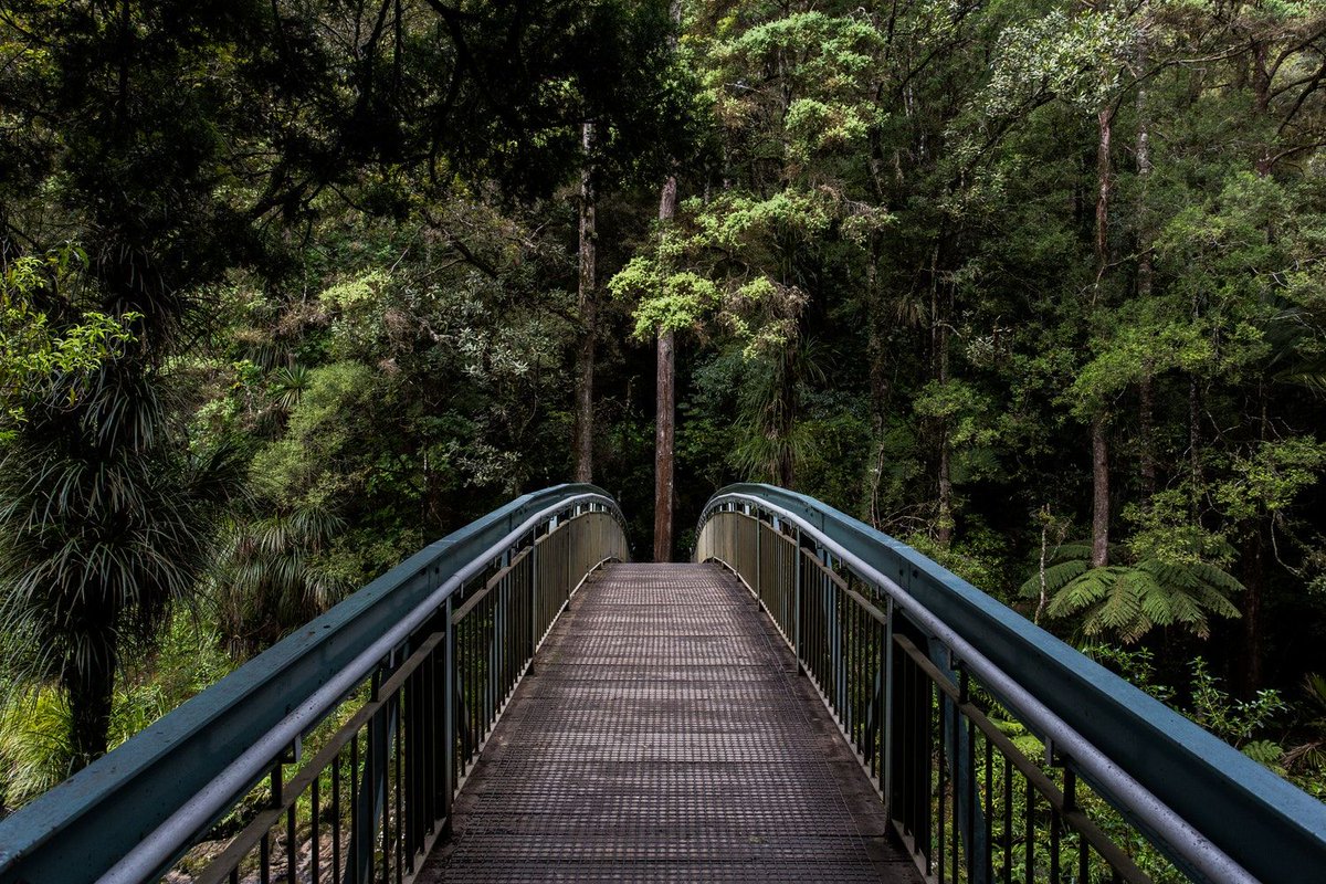 turnofftheapp's tweet photo. If you don't like the cold head down to the other hemisphere where its summer! #hiking #bridge #forest #summer #winter #getoutdoors https://t.co/TAWgulttEk