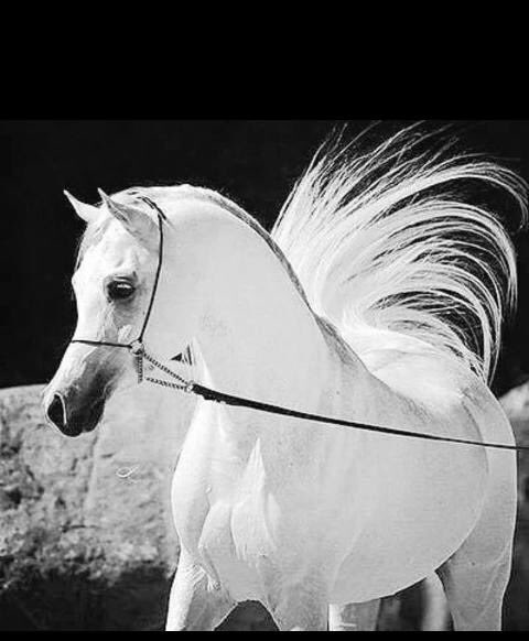 مشره علي المقفي ولا ادور ارضاه
اشره علي اللي ب الغلا محتويني ﮼ ﮼ ﮼🥀