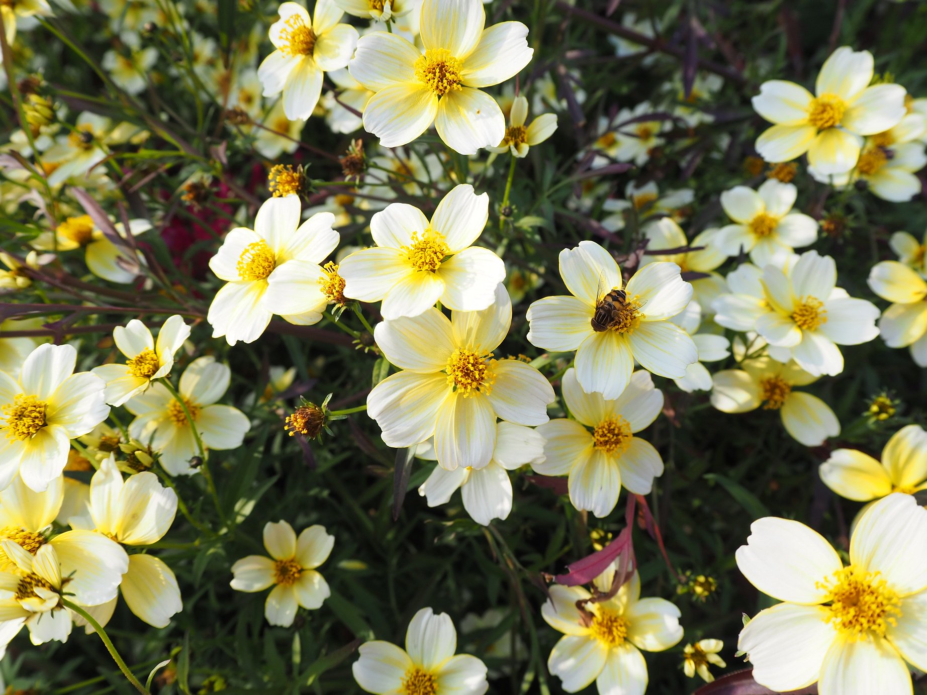 神戸布引ハーブ園 公式 ハーブガイド本日の一押し ジニア リネアリス リネアリスはラテン語で 細い線 という意味 和名のホソバヒャクニチソウも同様にこの葉の形が名前の由来 白やオレンジ 黄色の花を花壇やプランターでのガーデニング