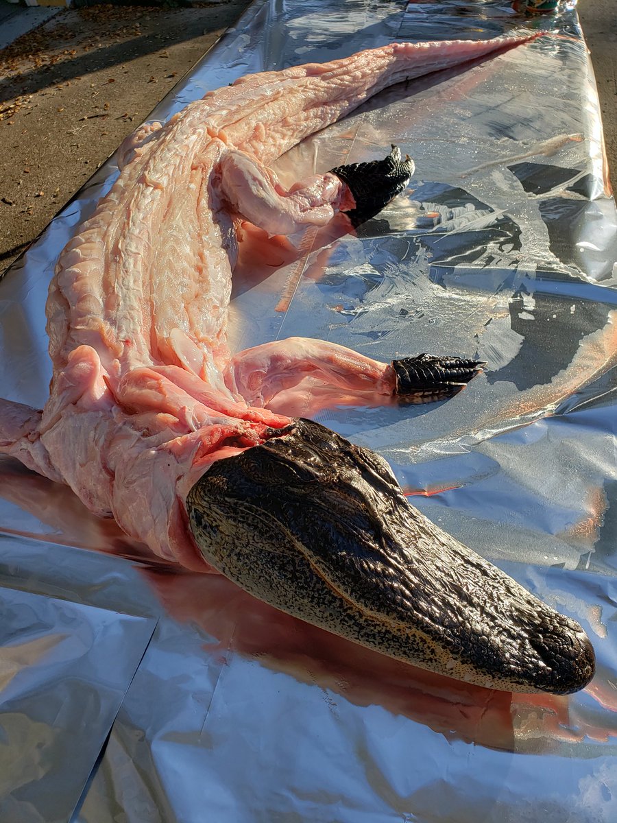 VicClevenger's tweet photo. The start of today's alligator cook.
#ChimneyCartel #theCookinComedian #bbcharcoal #TeamBB #BBQ #GunterWilhelm #BNO #whitelightning #bushcooking #SNAFU #Townsendspice #riblickers https://t.co/57sZBfS8U8