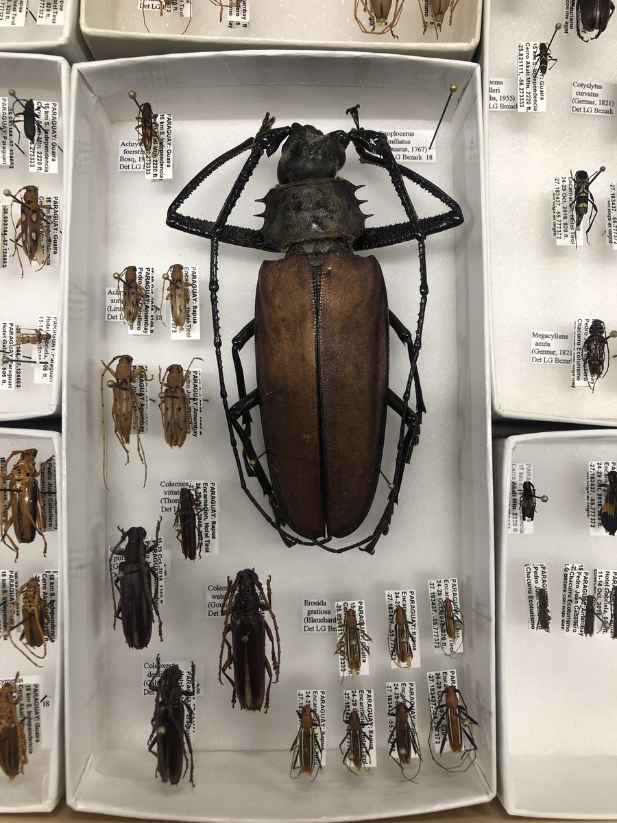 fran_keller's tweet photo. Today Larry Bezark stopped by @bohart_museum to show me some of awesome Cerambycidae he captured in Paraguay. He also brought me some great Tenebrionids. Our admiration of new drawer of ‘bycids is akin to kids admiring toys in toy store or candy in candy shop. #bugout #bugnerds https://t.co/s4qXjO2pNo
