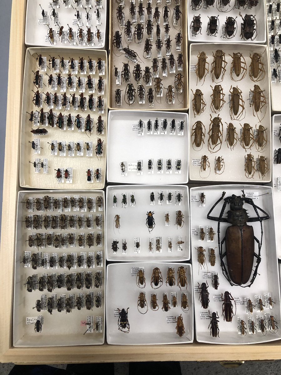 fran_keller's tweet photo. Today Larry Bezark stopped by @bohart_museum to show me some of awesome Cerambycidae he captured in Paraguay. He also brought me some great Tenebrionids. Our admiration of new drawer of ‘bycids is akin to kids admiring toys in toy store or candy in candy shop. #bugout #bugnerds https://t.co/s4qXjO2pNo