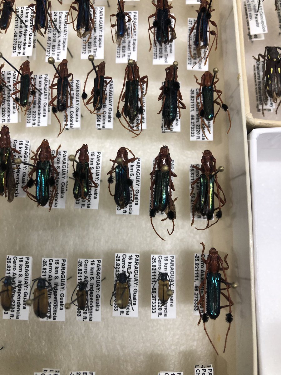 fran_keller's tweet photo. Today Larry Bezark stopped by @bohart_museum to show me some of awesome Cerambycidae he captured in Paraguay. He also brought me some great Tenebrionids. Our admiration of new drawer of ‘bycids is akin to kids admiring toys in toy store or candy in candy shop. #bugout #bugnerds https://t.co/s4qXjO2pNo