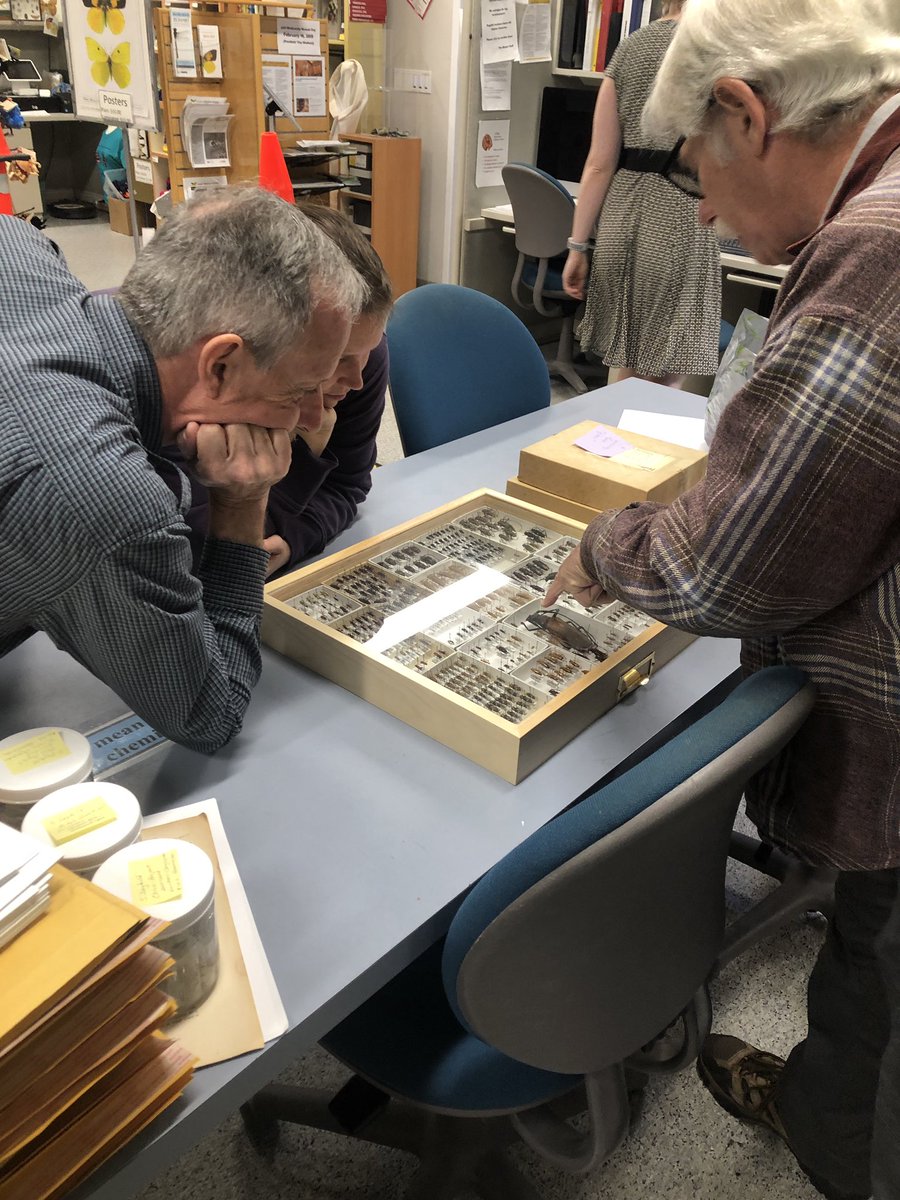 fran_keller's tweet photo. Today Larry Bezark stopped by @bohart_museum to show me some of awesome Cerambycidae he captured in Paraguay. He also brought me some great Tenebrionids. Our admiration of new drawer of ‘bycids is akin to kids admiring toys in toy store or candy in candy shop. #bugout #bugnerds https://t.co/s4qXjO2pNo