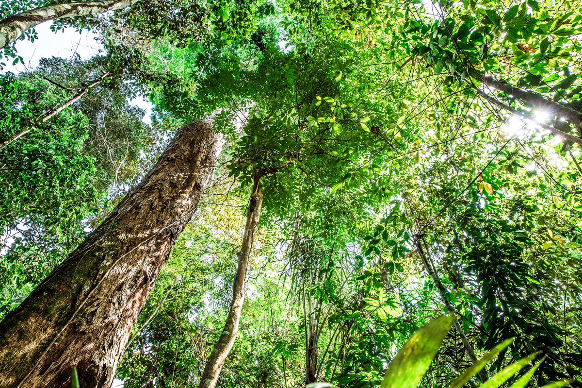 REDDBusiness's tweet photo. At #COP24? Want to learn about #REDD+ and the role of the voluntary carbon market and private sector in meeting the goals of the #ParisAgreement? Come visit us today at our ‘Meet the Expert’ session in the EU Pavillon, 16:30 https://t.co/uHgx87wlkY
