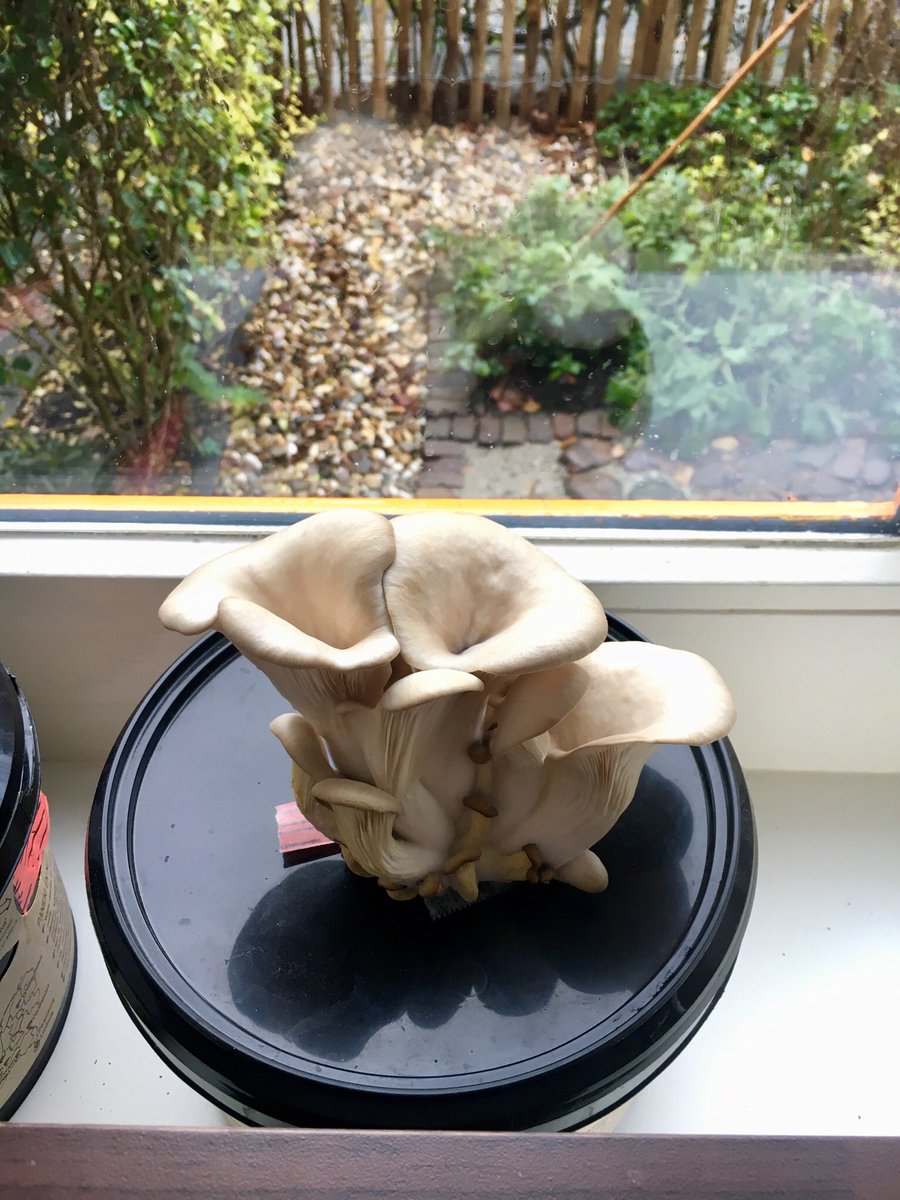 Alex van Oost tweet media