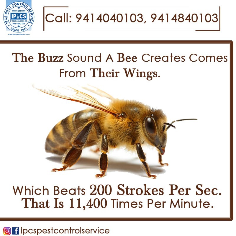 IPCSPest's tweet image. Beats 200 strokes per second...
 
 #ipcspestcontrol #pestcontrol #mosquitocontrol #fliescontrol #pestcontrolinjaipur #mosquitocontrolinjaipur #professionalpestcontroller #termitetreatment #antitermite