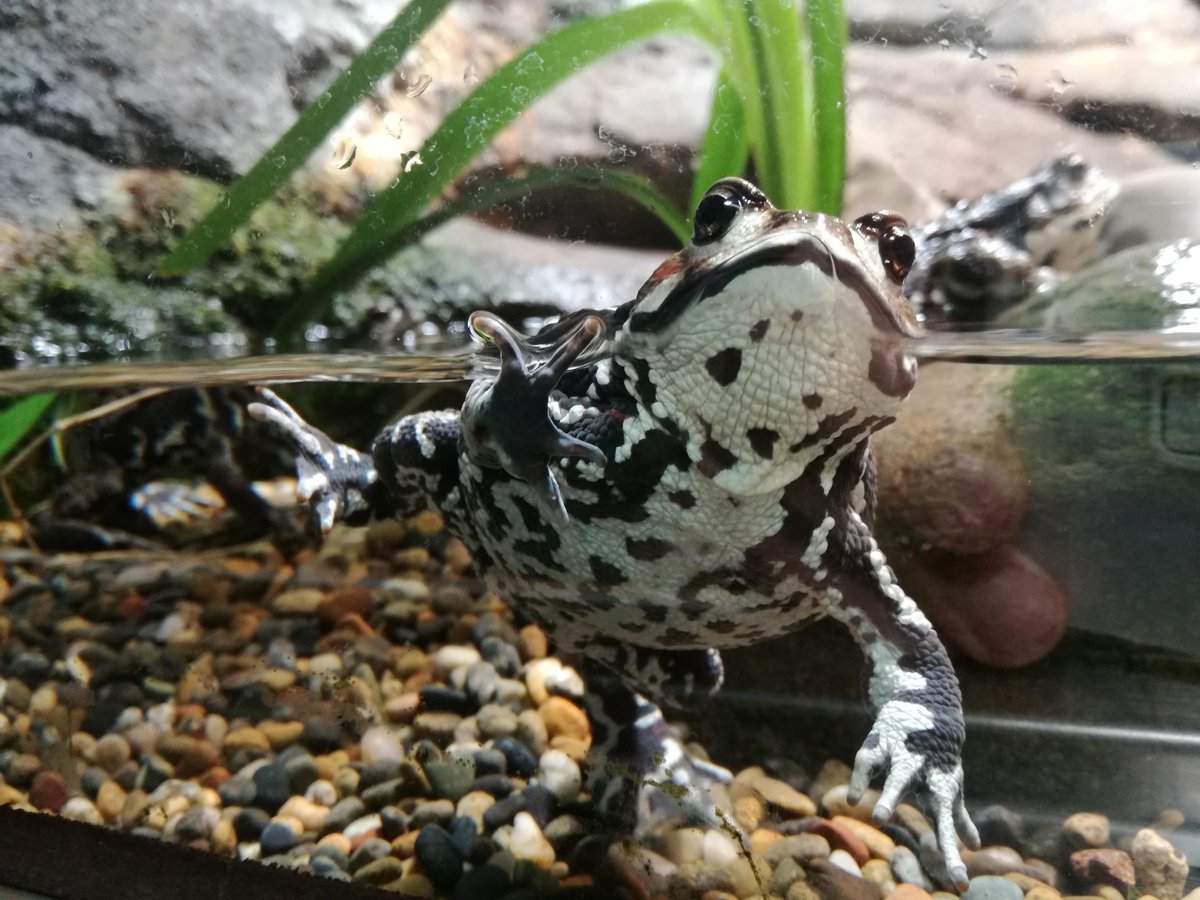 ট ইট র 井の頭自然文化園 公式 オオサンショウウオの餌が終わると 続いて同じ両生類のカエルにも餌 を与えます 普段は省エネでじっとしているカエルたちですが 餌を与えるとよく動き回ります いつもは見られないカエルの動きが観察できますので ぜひ ট ইট র 井の頭自然文化園 公式 オオサンショウウオの餌が終わると 続いて同じ両生類のカエルにも餌 を与えます 普段は省エネでじっとしているカエルたちですが 餌を与えるとよく動き回ります いつもは見られないカエルの動きが観察できますので ぜひ