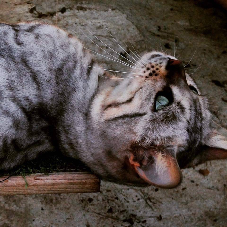 ToygerGatos's tweet photo. Día perfecto para acurrucarse con tu gato y ronronear juntos...
https://t.co/JnexzNjHvY https://t.co/9uoBMLf4wo