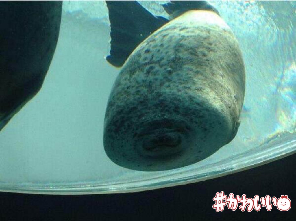 على تويتر 大きな壁にぶつかっても どんな困難が待ち受けてようともアザラシは楽しそう アザラシの鼻 على تويتر 大きな壁にぶつかっても どんな困難が待ち受けてようともアザラシは楽しそう アザラシの鼻