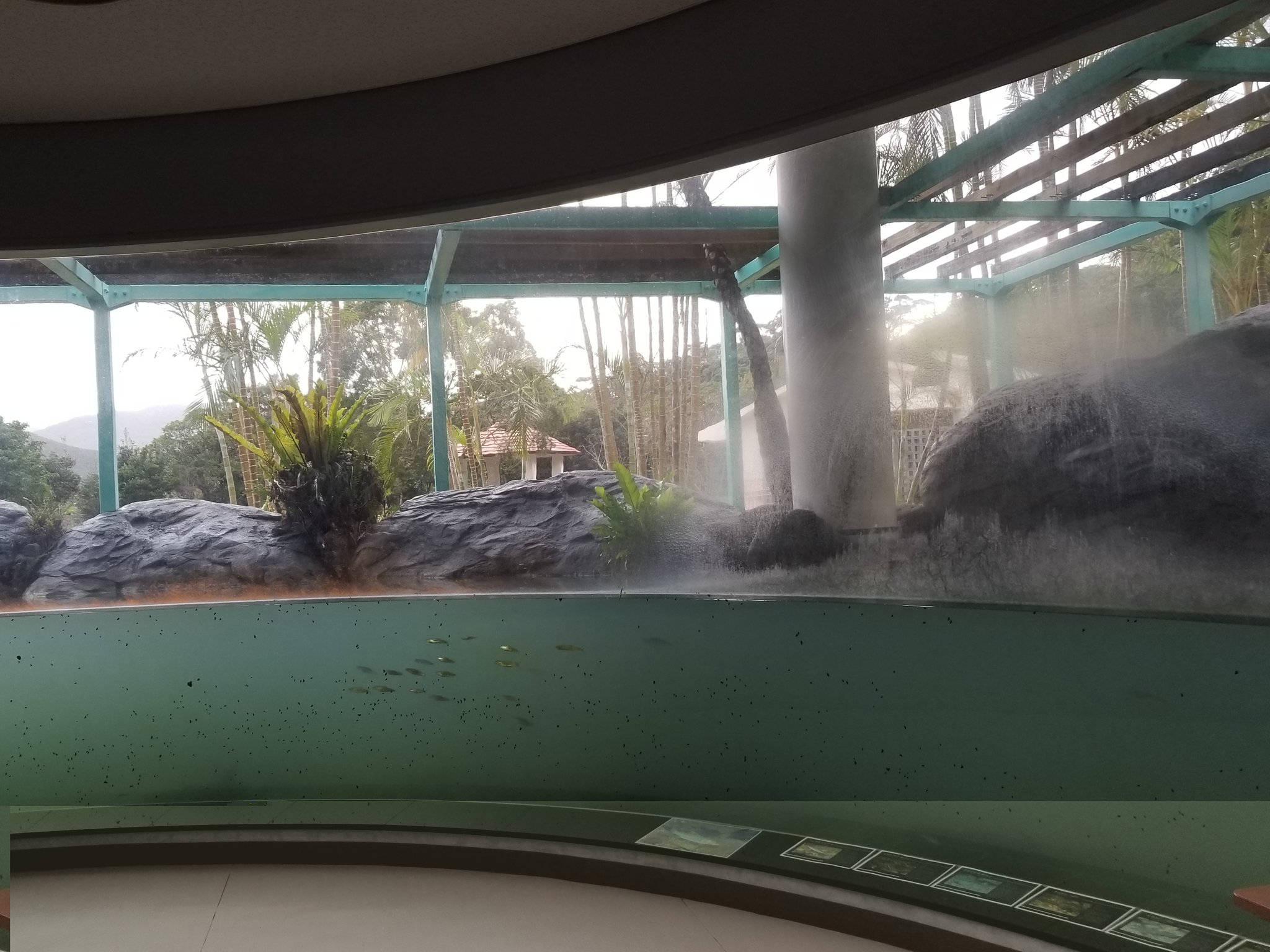 めnち 鹿児島県の離島 奄美大島の 黒潮の森マングローブ パーク には大水槽が おびただしい数のタニシ的な何かがガラス面にビッシリくっついてて戦慄 マングローブは水族館でしか見たこと無かったので ある種有名人に会った気分でした T Co めnち 鹿児島県の離島 奄美大島の 黒潮の森マングローブ パーク には大水槽が おびただしい数のタニシ的な何かがガラス面にビッシリくっついてて戦慄 マングローブは水族館でしか見たこと無かったので ある種有名人に会った気分でした T Co